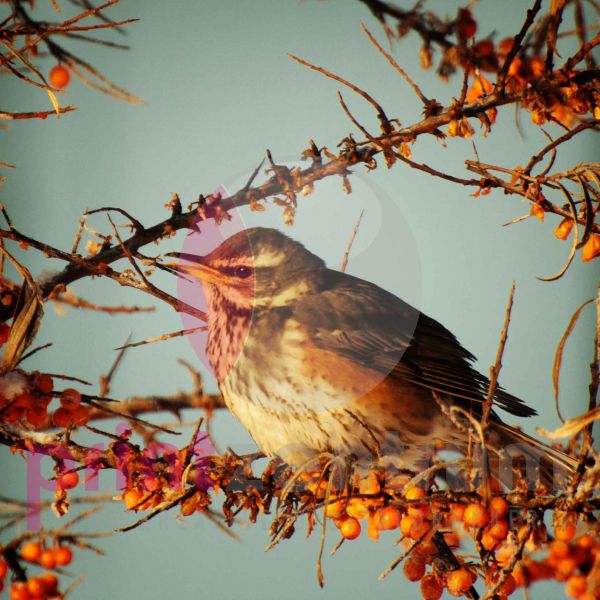 Vogel und Beeren