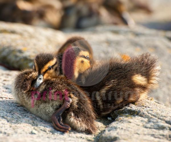 Zwei Babyenten